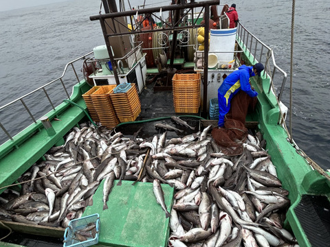 【真空冷凍】ぶりんぶりん！どデカ真鱈の切り身３㎏