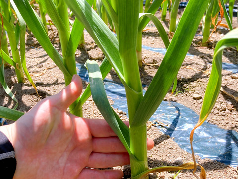 素揚げが大好評！田子町産にんにく50玉【7月中旬以降お届け】