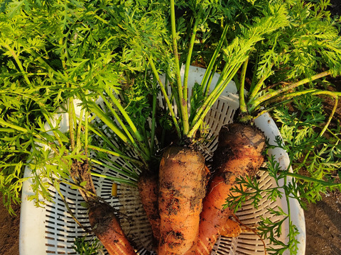 ✨【福袋】レアベジ・カボチャ含むお野菜セット（農薬・化成肥料不使用）おまけ付✨