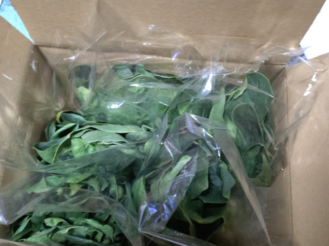（少量セット）冬の本気！ギュッと濃い味肉厚ほうれん草（200ℊﾊﾟｯｸ×5Ｐ）