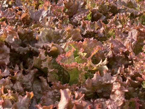 シャキッと新鮮！サニーレタス(ロロロッサ)1kg(500gｘ2p)