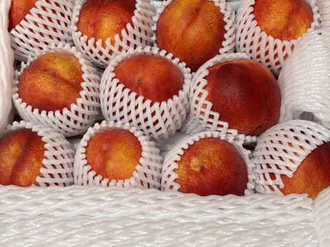 甘めネクタリン【スイートトップ】家庭用(訳あり)約1.5kg(7-11玉)  丸かじりできる桃。お試しサイズです 7月下旬頃発送開始予定#NQS0B015