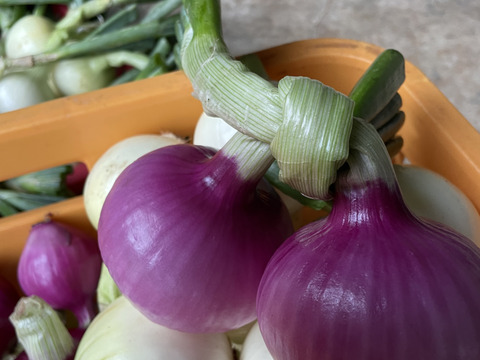 サラダに最高！赤玉ねぎ【農薬不使用  赤玉ねぎ】2kg 兵庫県丹波産 米農家のこだわり有機肥料使用！化学肥料不使用 大きさいろいろ◎発送時間指定可◎薄皮がパラパラ落ちない！