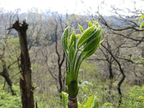 【300g】山菜の女王ついに降臨！妙高山の手摘み天然こしあぶら たっぷり容量