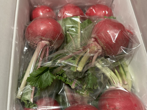 可愛い赤かぶ【もものすけ】❗️お漬物やサラダに！8本入り‼️手で皮がツルッと剥けます‼️