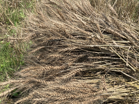 【北海道2023年十勝産】数量限定！
昔ながらの天日乾燥は超希少！
小麦粉ゆめちから（強力粉）　１ｋｇ

手作りパンやスィーツ、パスタ作り等にオススメ♡