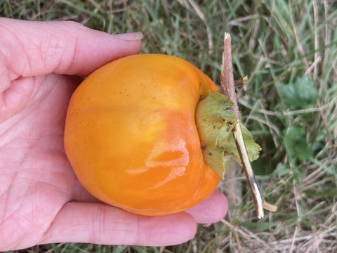 渋柿　みしらず柿　4.8キロ　京都産
