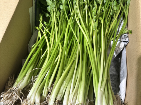 常温便　根っこまで楽しめる小川セリ　根付き　10束　約800g せり　芹