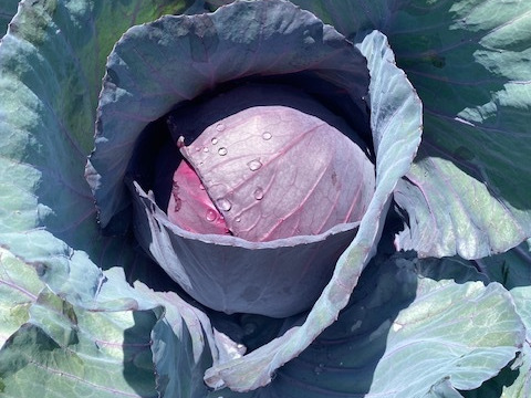 栄養満点！彩り鮮やかな✨ムラサキキャベツ　５キロ箱　（例:400～1,000キロサイズで詰め合わせ）