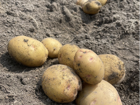 新じゃが キタアカリ２kg