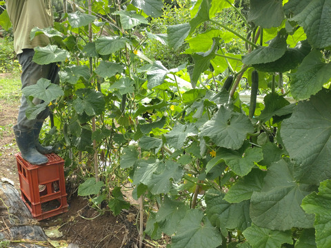 【単品】きゅうりとなすのセット🥒🍆5本ずつ☆ キュウリと茄子🥒🍆☆ きゅうりとナス☆キュウリとなすび☆採れたてをその日のうちに発送いたします☆