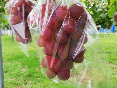 美味しくて　大満足　旬のぶどう三色セット　3房　1.4㎏以上