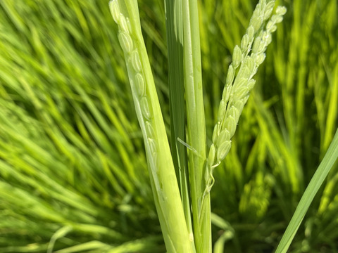 【令和7年新米】渥美半島コシヒカリ　白米9kg