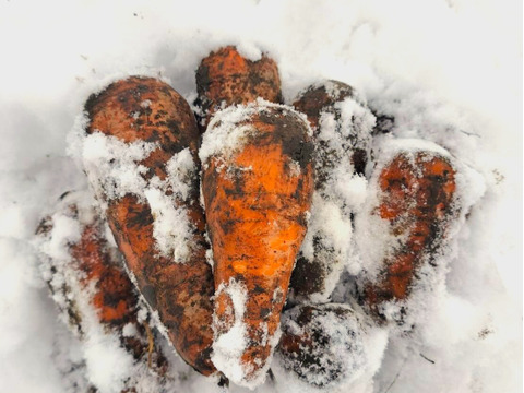 【サイズふぞろい・土付き】雪下ニンジン 2kg【農薬化学肥料不使用】