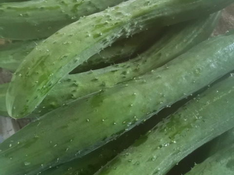 山育ち 自然のまんまのパリパリきゅうり【山梨県北杜市産】3kg