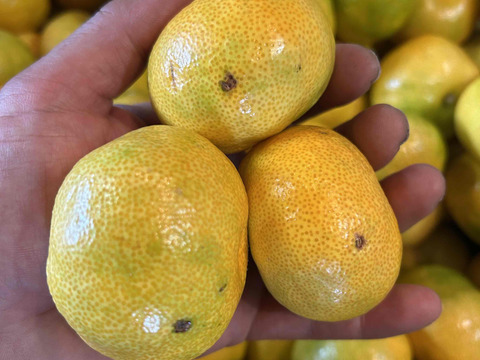 【即日発送】【訳ありハウスみかん】驚きの価格！甘～い美味しさをご家庭で！お盆に間に合う！数量限定でお得な今期最終販売！とろける甘さ！「蜜ツ星（みつぼし）」　訳あり品　約２ｋｇ【商品番号31-2kg】