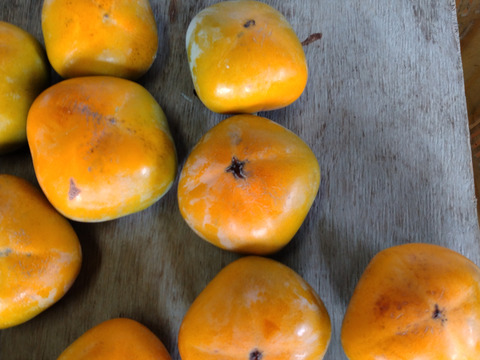 自家用たねなし柿 （格外・サイズ混合）4kg