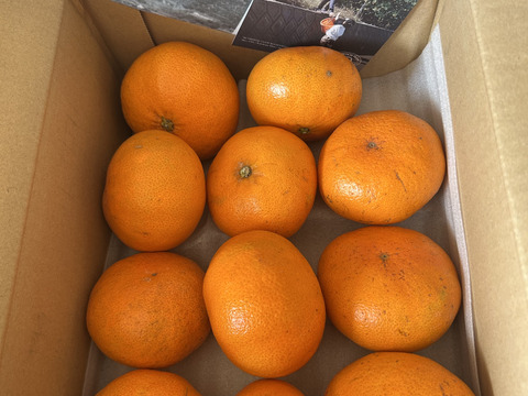 【訳ありだけど美味しさそのまま】甘平 3kg － 愛媛県産・訳あり