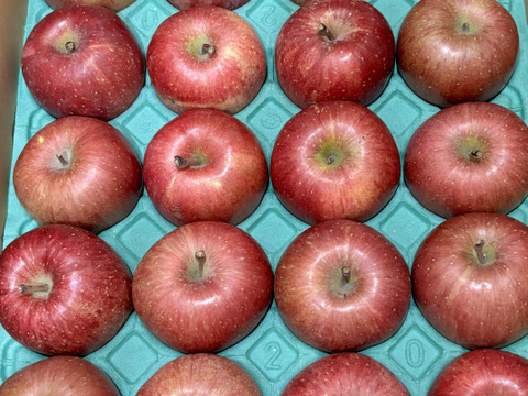 【販売中！人気商品】青森県産りんご「サンふじ」家庭用 キズ有 約10kg(5kg×2箱) 【美味・光センサー選果済】