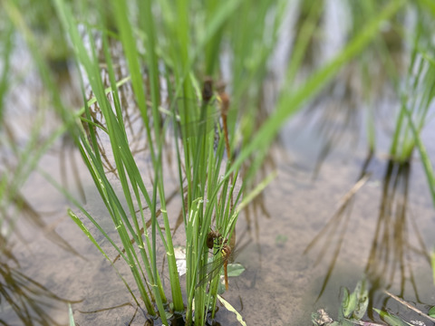 農薬・化学肥料不使用　南信州のこしひかり《玄米》5キロ　令和7年産