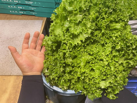 サラダセット【数量限定】農薬不使用の旨キャベツ！とリーフレタス！今だけの柔らかい春キャベツ