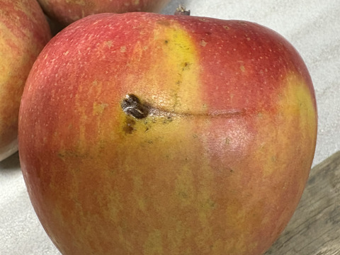 【サンふじをたっぷり食べたい方に！】家庭用　ジューシーな甘みと酸味のバランスがクセになる！関農園の『サンふじ』5kg（12～20玉）サビ／変形／色ムラ／ツル割れ／小傷／微小な鳥虫害／枝ズレなど