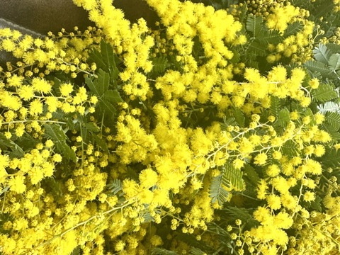 【ふわふわのミモザ10本】ふわふわのミモザ、3月20日金曜日着までの発送になります。花瓶に入れてゆっくり楽しんだ後は、ユーカリと一緒にリースにして長くお楽しみいただけます。