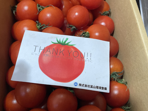 濃厚な旨味！酸味・甘味のバランス抜群！最高峰のミニトマト『フォレストフルティカ』1kg×1箱