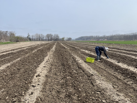 【訳あり極細】グリーンアスパラガス１ｋｇ　北海道幕別町産露地（Ｓ～ＳＳサイズ）