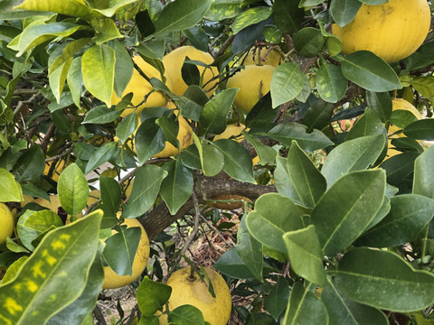 ★訳あり柑橘　完全自然栽培品　文旦　20個～ 5k～