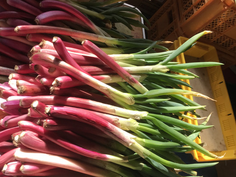 希少赤ネギ‼️甘くて柔らか‼️土付き3キロ