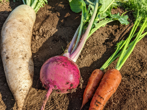 【アワード受賞福袋】有機野菜セット９品