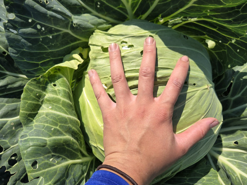 セール中！！自然栽培 大玉キャベツ 1玉：青森県産の野菜｜食べチョク
