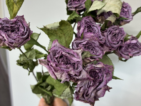 【ドライ】10本　自然乾燥で仕上げたドライフラワー　紫