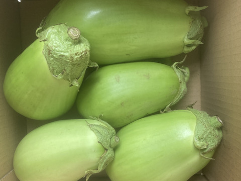 トロッと食感がクセになる！【白丸なす】１kg　詰め合わせ