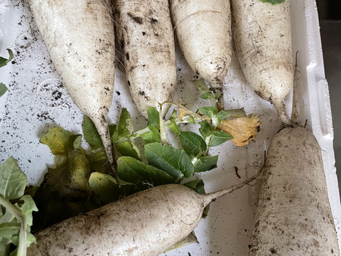 肉質が緻密で純白!味が染みやすい三太郎大根（3kg）