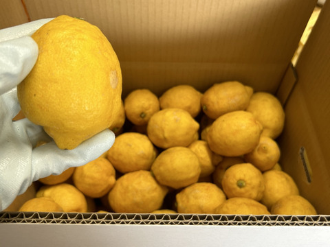 【広島県産】レモン果汁 720ml (x4本)【無添加・果汁100%】