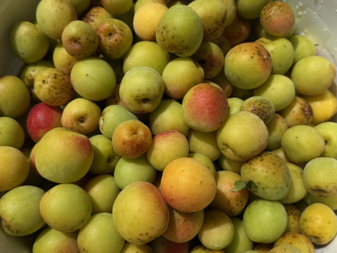 希少な自然農法栽培　農薬不使用 農園自慢の熟し梅　日本古来の原種梅鶯宿です。
サイズ無選別   3キロ以上　サービスでその日に採れた野菜もお入れしてお送りいたします。