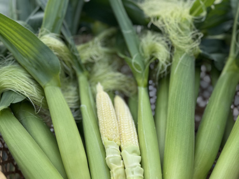 朝採り野菜】ヤングコーン 20本：熊本県産の味来｜食べチョク｜産地