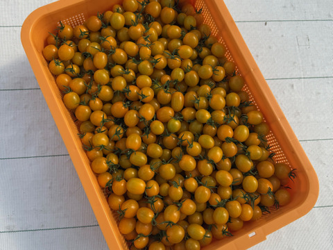 【数量限定】黄金色のミニトマト「イエローミミ」｜福島県大熊町産｜太陽の恵みとサンゴの力で育てた特別な一粒