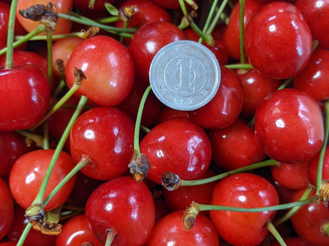 さくらんぼバラ詰め800ｇ