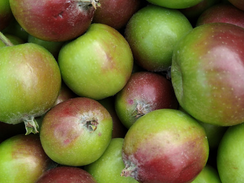 【２箱限定】摘果りんご「シナノレッド」(２kg) 〔使用農薬削率66％〕