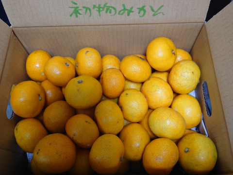 【特濃！極小ｻｲｽﾞ2S以下3kg】とみ子ばぁばの有田みかん 糖度13度以上