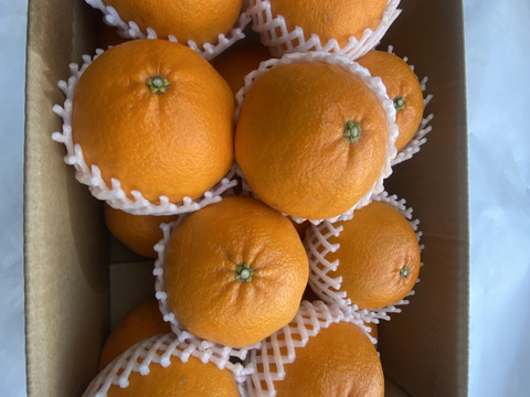 プチプチで濃厚な甘み！肥前ユース5キロ