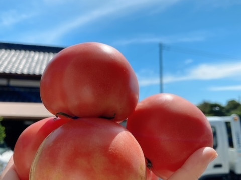 【訳あり】数量限定夏の大玉トマト🍅甘さとコク!酸味が美味しい✨2kg以上【千葉県産】