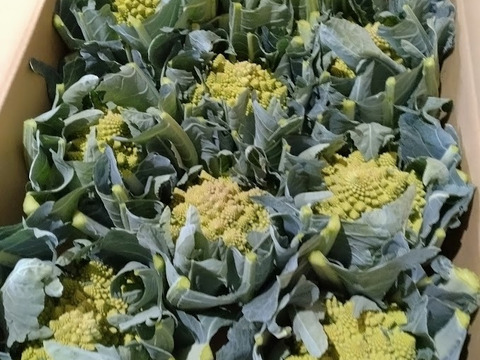 北海道産ロマネスコ　6㎏（8～9玉）