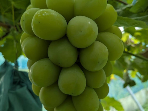 【夏ギフト】　エメラルドグリーンの輝き！矢掛町産シャインマスカット一房箱（約700g）