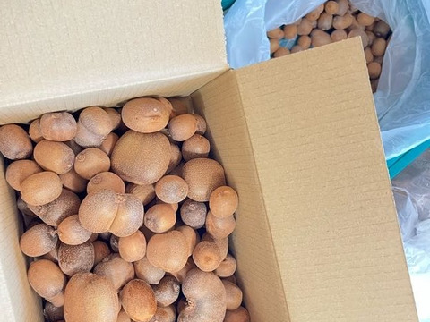 幻の一口キウイ！『さぬきキウイっこ®』(訳アリ・ご家庭用・２kg)