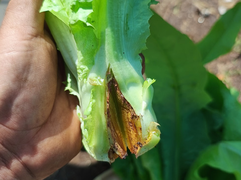 2種類の茎レタス（ステムレタス）5キロ（箱込み）