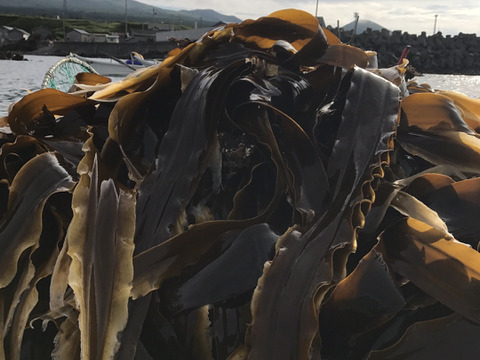 1等級北海道産利尻昆布1kgグルメも納得の上質ダシ昆布、料亭厨房の仕入れ用にも : 利尻昆布 一等検 だし昆布 150g りしりこんぶ 北海道